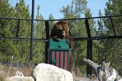 Bear Proof Trash Receptacle