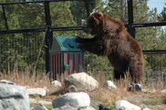 Bear Proof Trash Can